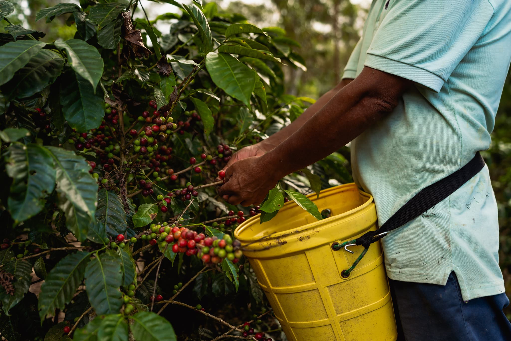 Cafetal en las montañas de Jalisco